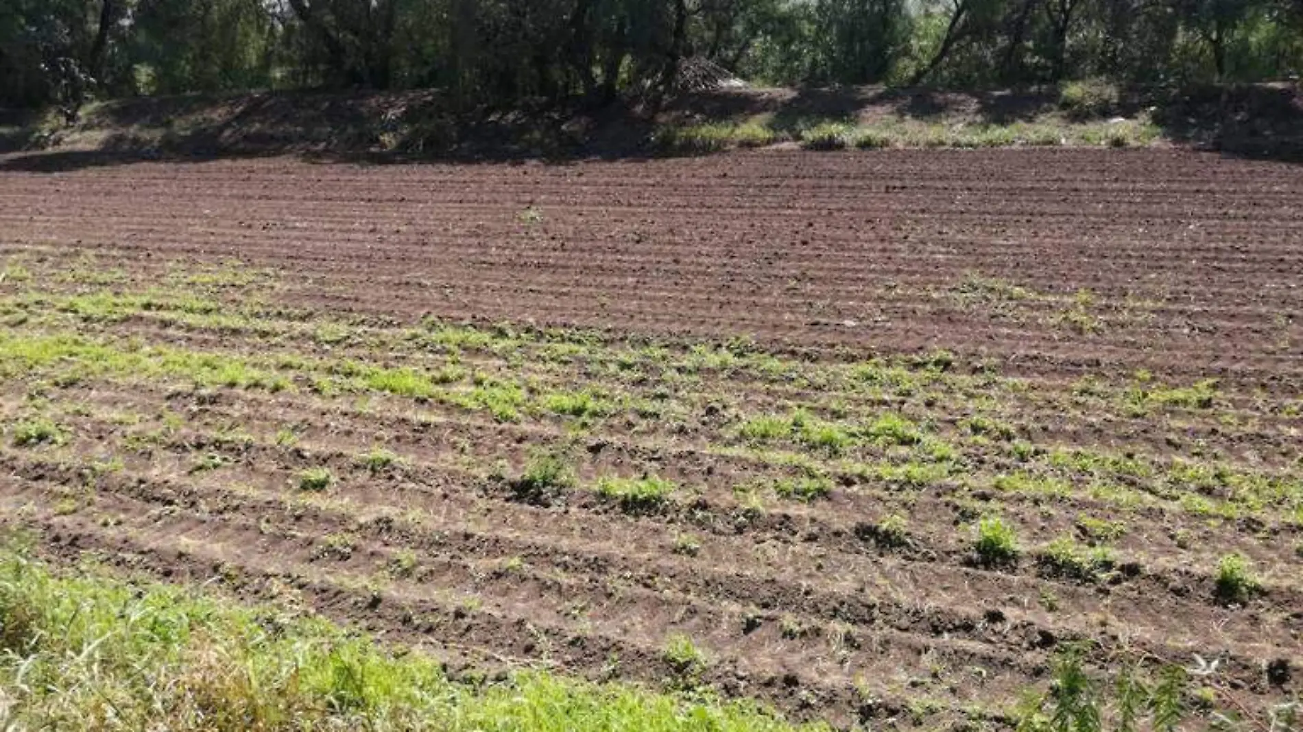 Este a_o la superficie destinada para producir frijol se redujo